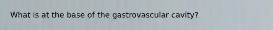 What is at the base of the gastrovascular cavity?