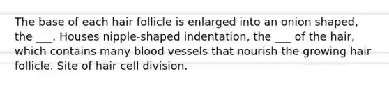 The base of each hair follicle is enlarged into an onion shaped, the ___. Houses nipple-shaped indentation, the ___ of the hair, which contains many blood vessels that nourish the growing hair follicle. Site of hair cell division.