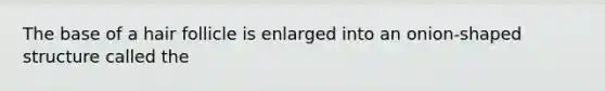 The base of a hair follicle is enlarged into an onion-shaped structure called the