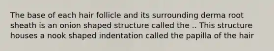 The base of each hair follicle and its surrounding derma root sheath is an onion shaped structure called the .. This structure houses a nook shaped indentation called the papilla of the hair