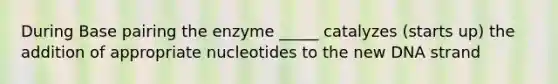 During Base pairing the enzyme _____ catalyzes (starts up) the addition of appropriate nucleotides to the new DNA strand