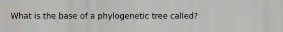 What is the base of a phylogenetic tree called?