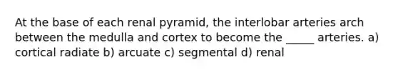 At the base of each renal pyramid, the interlobar arteries arch between the medulla and cortex to become the _____ arteries. a) cortical radiate b) arcuate c) segmental d) renal