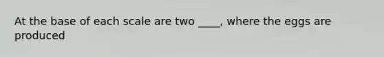 At the base of each scale are two ____, where the eggs are produced