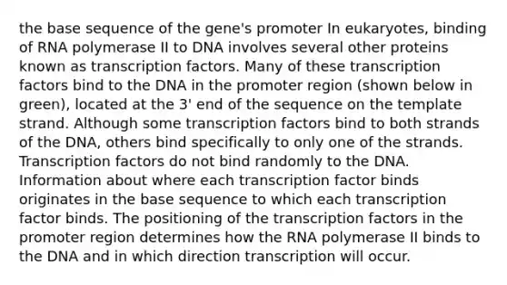 the base sequence of the gene's promoter In eukaryotes, binding of RNA polymerase II to DNA involves several other proteins known as transcription factors. Many of these transcription factors bind to the DNA in the promoter region (shown below in green), located at the 3' end of the sequence on the template strand. Although some transcription factors bind to both strands of the DNA, others bind specifically to only one of the strands. Transcription factors do not bind randomly to the DNA. Information about where each transcription factor binds originates in the base sequence to which each transcription factor binds. The positioning of the transcription factors in the promoter region determines how the RNA polymerase II binds to the DNA and in which direction transcription will occur.