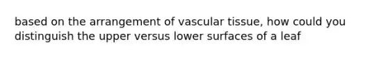 based on the arrangement of vascular tissue, how could you distinguish the upper versus lower surfaces of a leaf