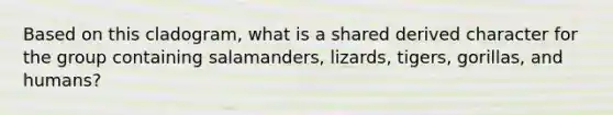 Based on this cladogram, what is a shared derived character for the group containing salamanders, lizards, tigers, gorillas, and humans?