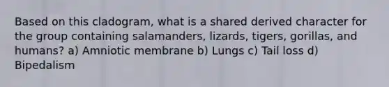 Based on this cladogram, what is a shared derived character for the group containing salamanders, lizards, tigers, gorillas, and humans? a) Amniotic membrane b) Lungs c) Tail loss d) Bipedalism