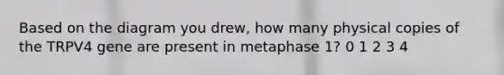 Based on the diagram you drew, how many physical copies of the TRPV4 gene are present in metaphase 1? 0 1 2 3 4