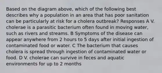 Based on the diagram above, which of the following best describes why a population in an area that has poor sanitation can be particularly at risk for a cholera outbreak? Responses A V. cholerae is a parasitic bacterium often found in moving water, such as rivers and streams. B Symptoms of the disease can appear anywhere from 2 hours to 5 days after initial ingestion of contaminated food or water. C The bacterium that causes cholera is spread through ingestion of contaminated water or food. D V. cholerae can survive in feces and aquatic environments for up to 2 months