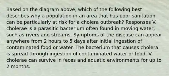 Based on the diagram above, which of the following best describes why a population in an area that has poor sanitation can be particularly at risk for a cholera outbreak? Responses V. cholerae is a parasitic bacterium often found in moving water, such as rivers and streams. Symptoms of the disease can appear anywhere from 2 hours to 5 days after initial ingestion of contaminated food or water. The bacterium that causes cholera is spread through ingestion of contaminated water or food. V. cholerae can survive in feces and aquatic environments for up to 2 months.