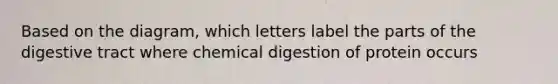 Based on the diagram, which letters label the parts of the digestive tract where chemical digestion of protein occurs