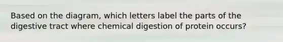 Based on the diagram, which letters label the parts of the digestive tract where chemical digestion of protein occurs?