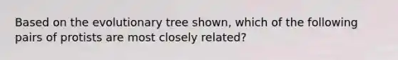 Based on the evolutionary tree shown, which of the following pairs of protists are most closely related?