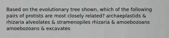 Based on the evolutionary tree shown, which of the following pairs of protists are most closely related? archaeplastids & rhizaria alveolates & stramenopiles rhizaria & amoebozoans amoebozoans & excavates