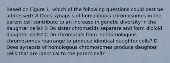 Based on Figure 1, which of the following questions could best be addressed? A Does synapsis of homologous chromosomes in the parent cell contribute to an increase in genetic diversity in the daughter cells? B Do sister chromatids separate and form diploid daughter cells? C Do chromatids from nonhomologous chromosomes rearrange to produce identical daughter cells? D Does synapsis of homologous chromosomes produce daughter cells that are identical to the parent cell?