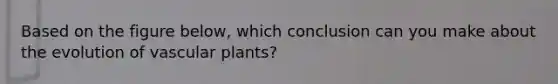 Based on the figure below, which conclusion can you make about the evolution of vascular plants?