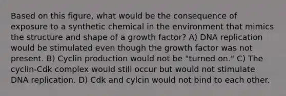 Based on this figure, what would be the consequence of exposure to a synthetic chemical in the environment that mimics the structure and shape of a growth factor? A) DNA replication would be stimulated even though the growth factor was not present. B) Cyclin production would not be "turned on." C) The cyclin-Cdk complex would still occur but would not stimulate DNA replication. D) Cdk and cylcin would not bind to each other.