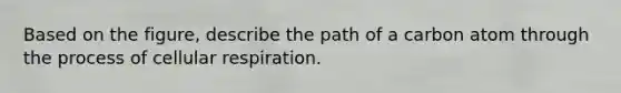 Based on the figure, describe the path of a carbon atom through the process of cellular respiration.