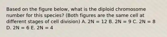 Based on the figure below, what is the diploid chromosome number for this species? (Both figures are the same cell at different stages of cell division) A. 2N = 12 B. 2N = 9 C. 2N = 8 D. 2N = 6 E. 2N = 4