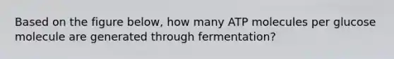 Based on the figure below, how many ATP molecules per glucose molecule are generated through fermentation?