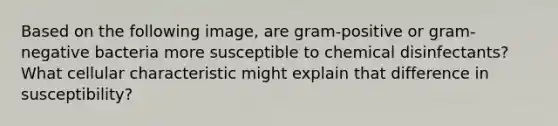 Based on the following image, are gram-positive or gram-negative bacteria more susceptible to chemical disinfectants? What cellular characteristic might explain that difference in susceptibility?