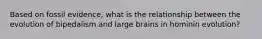 Based on fossil evidence, what is the relationship between the evolution of bipedalism and large brains in hominin evolution?