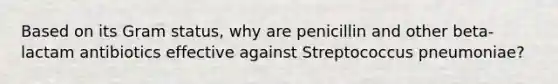 Based on its Gram status, why are penicillin and other beta-lactam antibiotics effective against Streptococcus pneumoniae?
