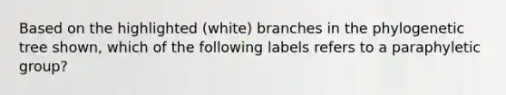 Based on the highlighted (white) branches in the phylogenetic tree shown, which of the following labels refers to a paraphyletic group?