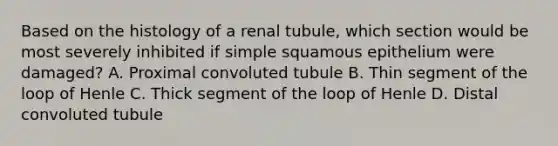 Based on the histology of a renal tubule, which section would be most severely inhibited if simple squamous epithelium were damaged? A. Proximal convoluted tubule B. Thin segment of the loop of Henle C. Thick segment of the loop of Henle D. Distal convoluted tubule