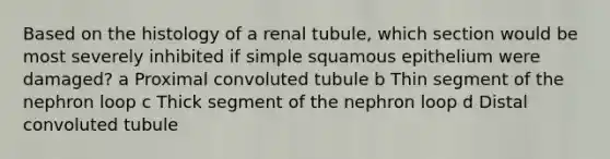 Based on the histology of a renal tubule, which section would be most severely inhibited if simple squamous epithelium were damaged? a Proximal convoluted tubule b Thin segment of the nephron loop c Thick segment of the nephron loop d Distal convoluted tubule