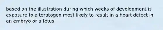 based on the illustration during which weeks of development is exposure to a teratogen most likely to result in a heart defect in an embryo or a fetus