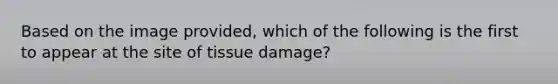 Based on the image provided, which of the following is the first to appear at the site of tissue damage?