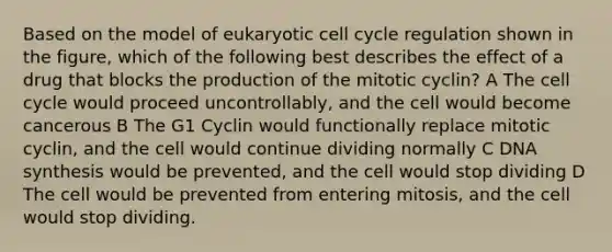 Based on the model of eukaryotic cell cycle regulation shown in the figure, which of the following best describes the effect of a drug that blocks the production of the mitotic cyclin? A The cell cycle would proceed uncontrollably, and the cell would become cancerous B The G1 Cyclin would functionally replace mitotic cyclin, and the cell would continue dividing normally C DNA synthesis would be prevented, and the cell would stop dividing D The cell would be prevented from entering mitosis, and the cell would stop dividing.