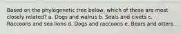 Based on the phylogenetic tree below, which of these are most closely related? a. Dogs and walrus b. Seals and civets c. Raccoons and sea lions d. Dogs and raccoons e. Bears and otters