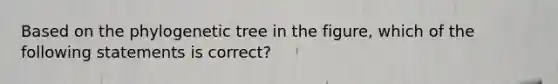 Based on the phylogenetic tree in the figure, which of the following statements is correct?