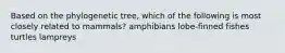 Based on the phylogenetic tree, which of the following is most closely related to mammals? amphibians lobe-finned fishes turtles lampreys