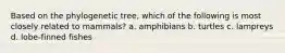 Based on the phylogenetic tree, which of the following is most closely related to mammals? a. amphibians b. turtles c. lampreys d. lobe-finned fishes