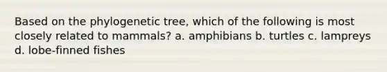 Based on the phylogenetic tree, which of the following is most closely related to mammals? a. amphibians b. turtles c. lampreys d. lobe-finned fishes