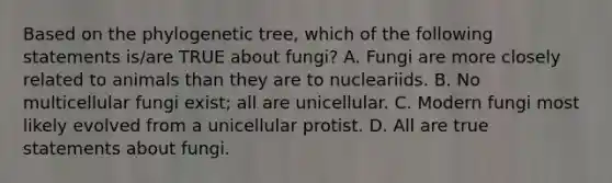 Based on the phylogenetic tree, which of the following statements is/are TRUE about fungi? A. Fungi are more closely related to animals than they are to nucleariids. B. No multicellular fungi exist; all are unicellular. C. Modern fungi most likely evolved from a unicellular protist. D. All are true statements about fungi.