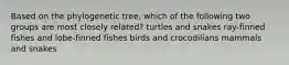 Based on the phylogenetic tree, which of the following two groups are most closely related? turtles and snakes ray-finned fishes and lobe-finned fishes birds and crocodilians mammals and snakes