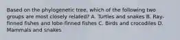 Based on the phylogenetic tree, which of the following two groups are most closely related? A. Turtles and snakes B. Ray-finned fishes and lobe-finned fishes C. Birds and crocodiles D. Mammals and snakes