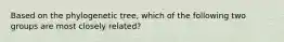 Based on the phylogenetic tree, which of the following two groups are most closely related?