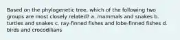 Based on the phylogenetic tree, which of the following two groups are most closely related? a. mammals and snakes b. turtles and snakes c. ray-finned fishes and lobe-finned fishes d. birds and crocodilians