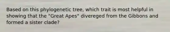 Based on this phylogenetic tree, which trait is most helpful in showing that the "Great Apes" divereged from the Gibbons and formed a sister clade?