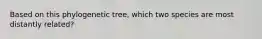 Based on this phylogenetic tree, which two species are most distantly related?