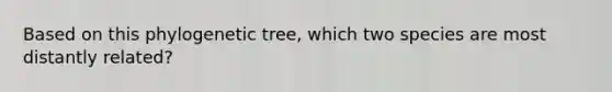 Based on this phylogenetic tree, which two species are most distantly related?