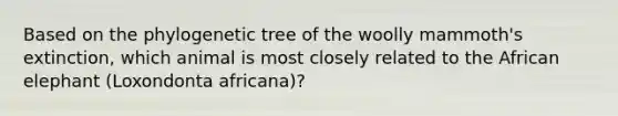 Based on the phylogenetic tree of the woolly mammoth's extinction, which animal is most closely related to the African elephant (Loxondonta africana)?