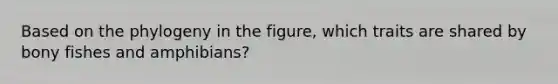 Based on the phylogeny in the figure, which traits are shared by bony fishes and amphibians?