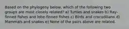 Based on the phylogeny below, which of the following two groups are most closely related? a) Turtles and snakes b) Ray-ﬁnned ﬁshes and lobe-ﬁnned ﬁshes c) Birds and crocodilians d) Mammals and snakes e) None of the pairs above are related.